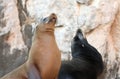 California Sea Lion couple on La Lobera Ã¢â¬Åthe Wolves LairÃ¢â¬Â the Sea Lion colony rock at Los Arcos at Lands End in Cabo San Lucas